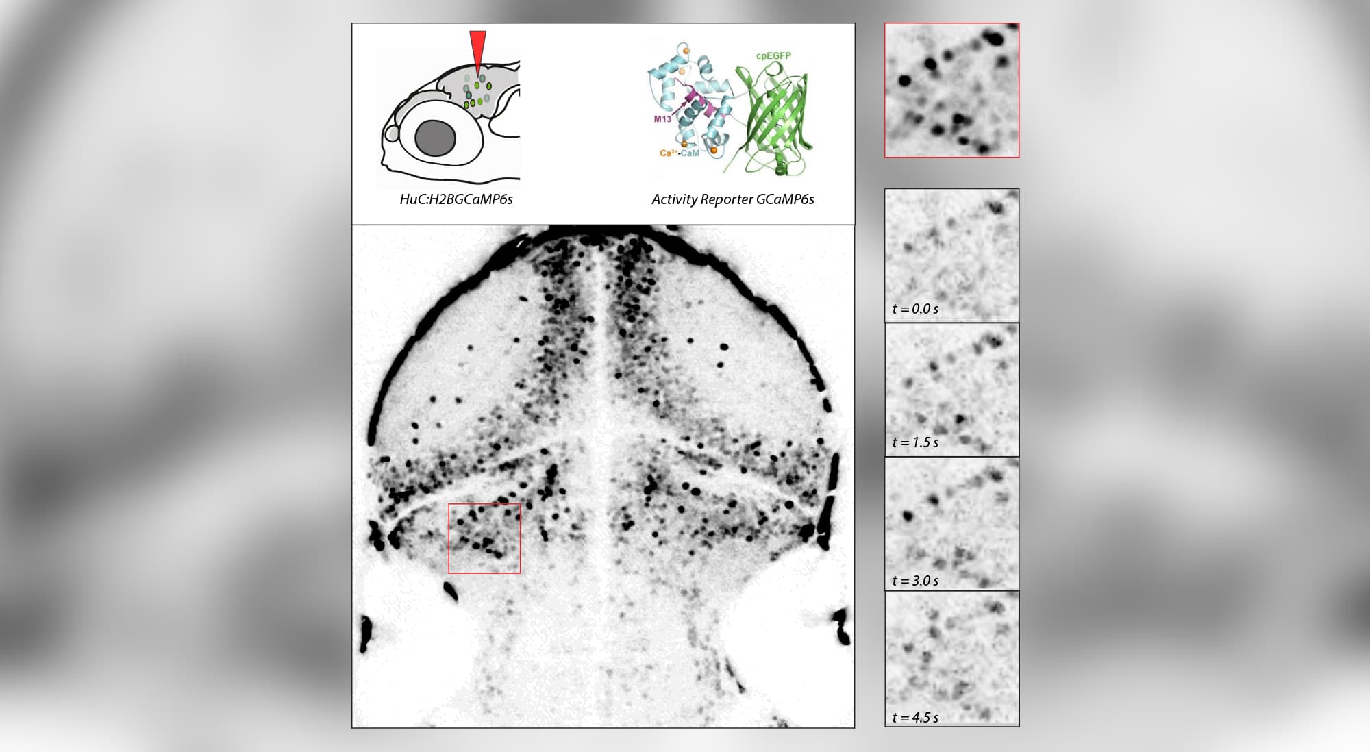 Entwicklung-der-neuronalen-Aktivität-im-Gehirn-einer-Zebrafisch-Larve