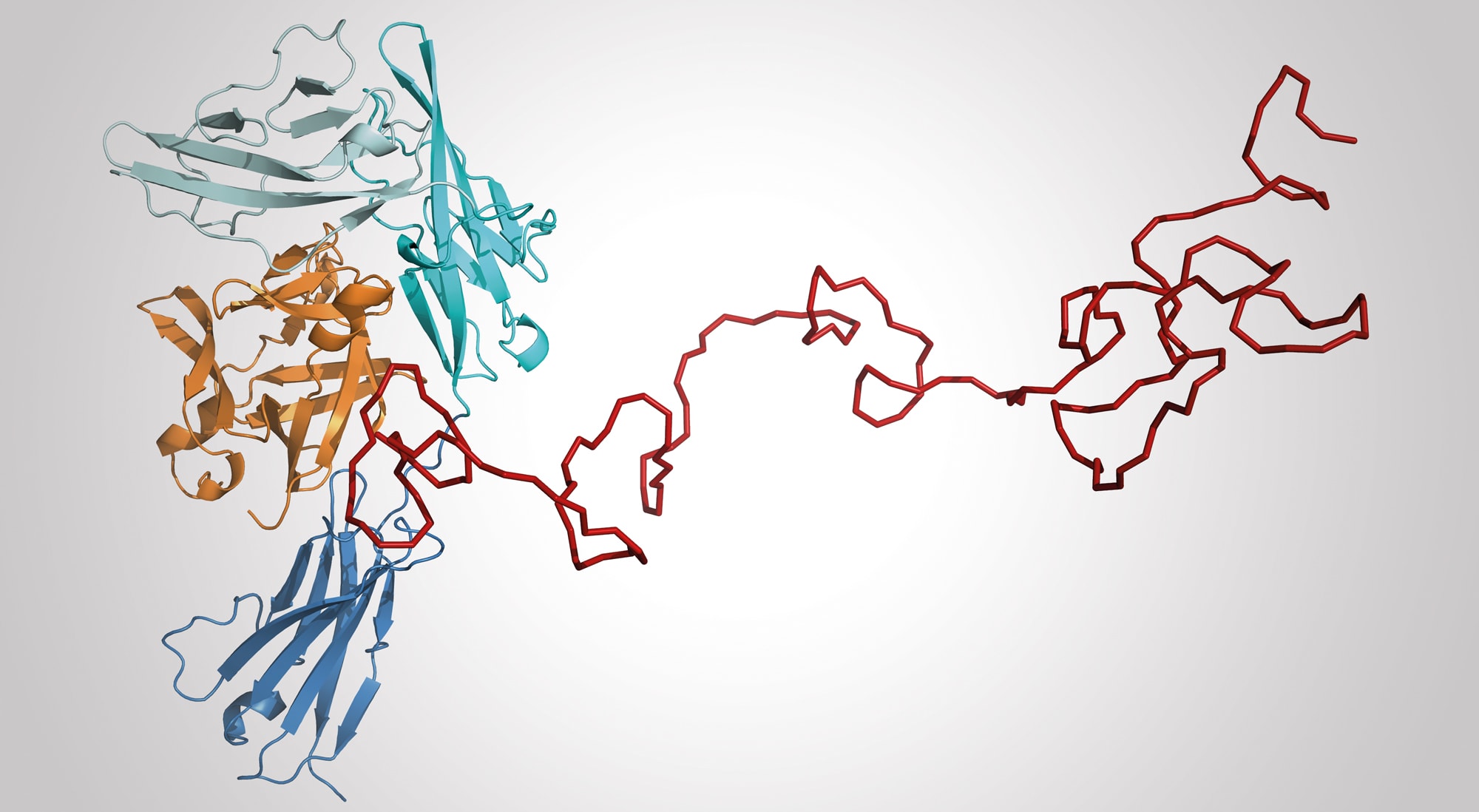 Computer-Modell-eines-PASylierten-pharmakologisch-aktiven-Proteins