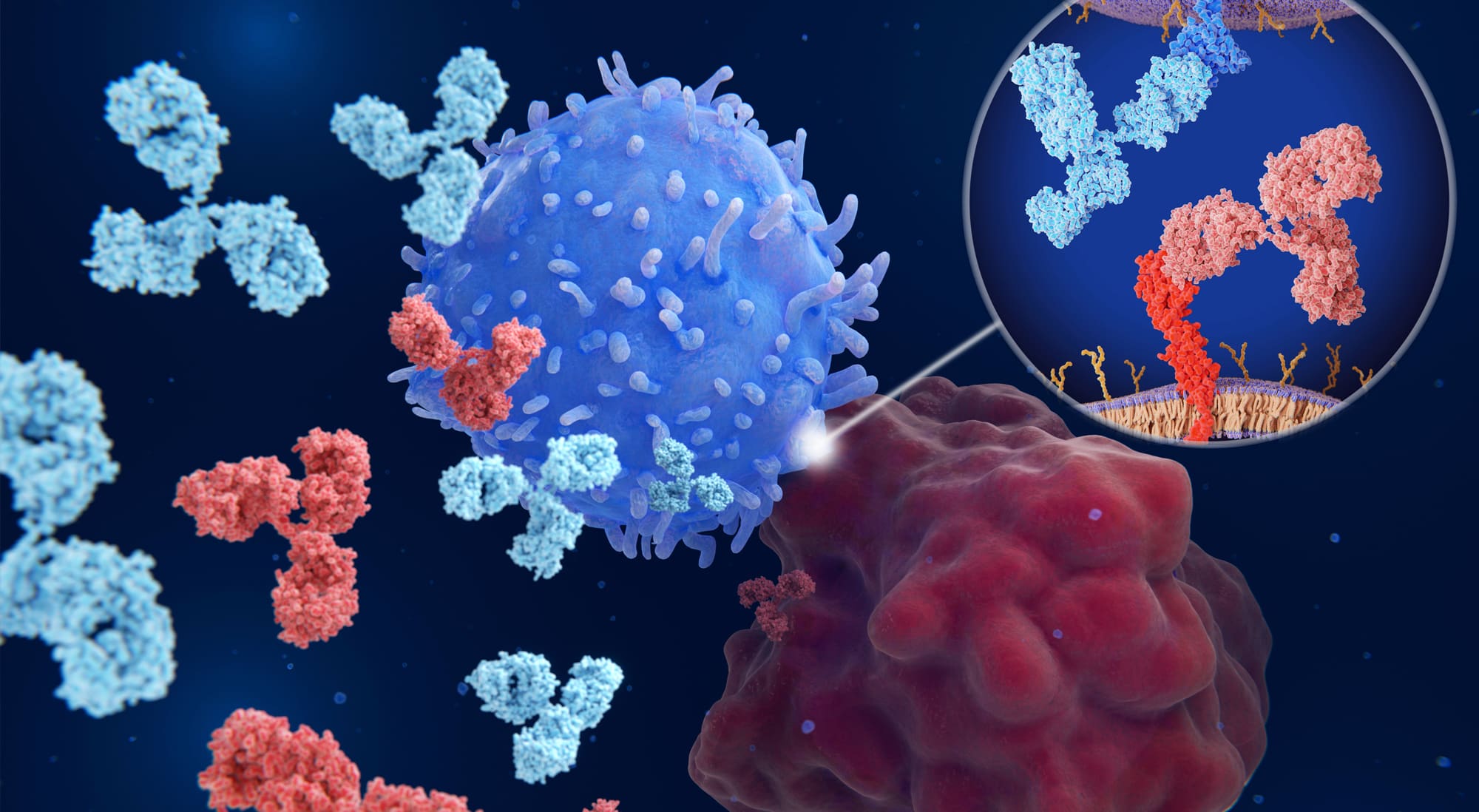Eine grafische Darstellung von Immun-Checkpoint-Inhibitoren: Interaktion zwischen PD-1 (blau) und PD-L1 (rot), blockiert durch therapeutische Antikörper
